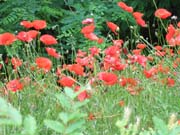IMG_5105b