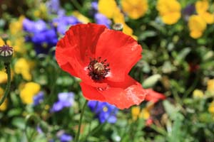 IMG_5127