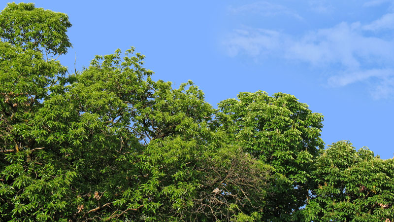 Rim(30001)