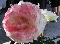 im4a_0410