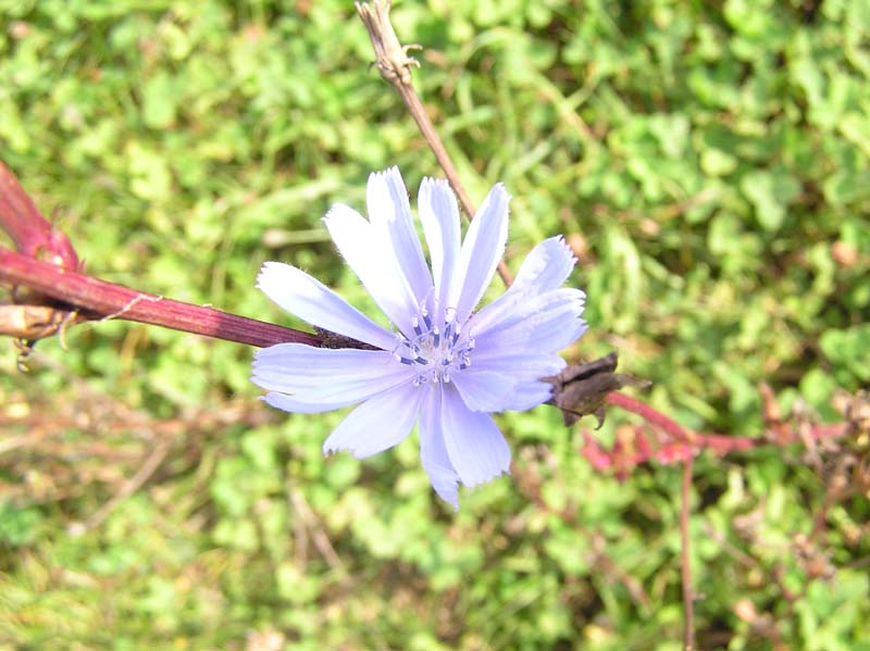 Cikorija(potrosnik)