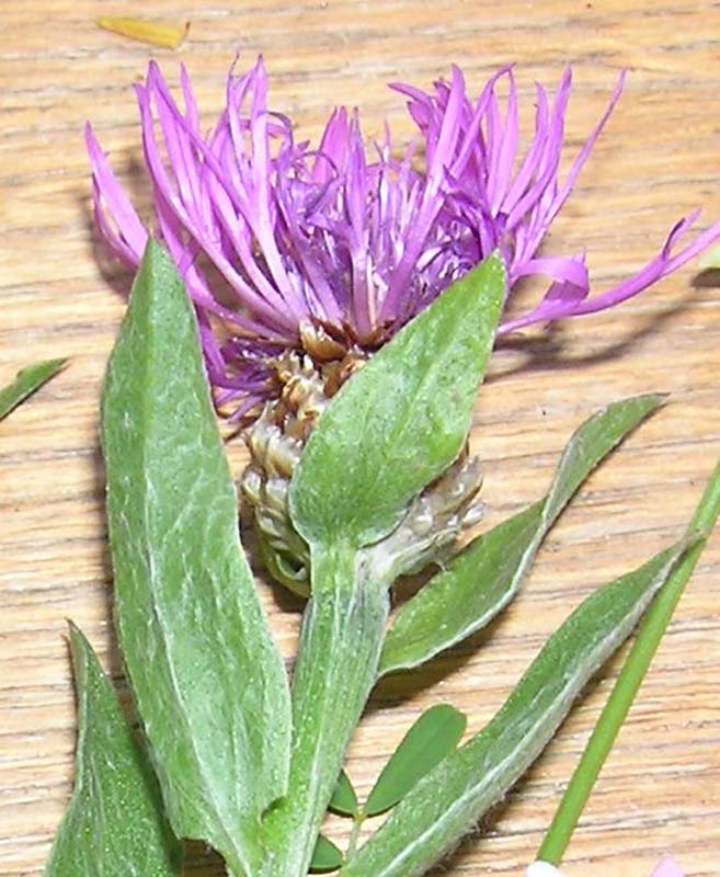 Glavinec