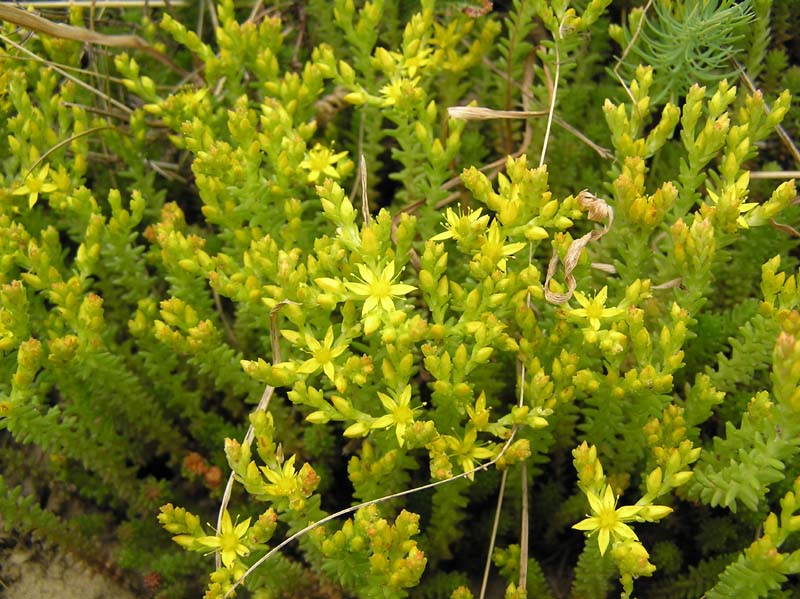 Homulica