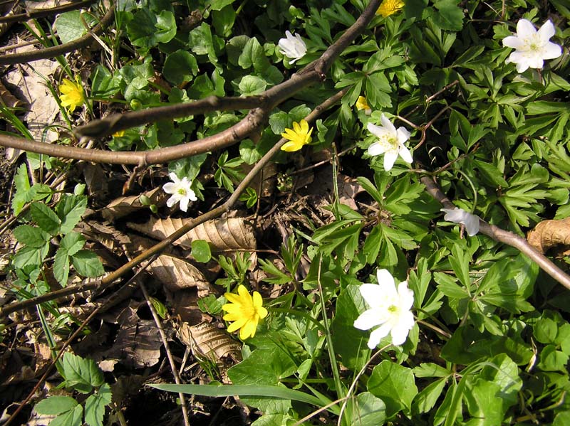 Lopatica_Podlesna_vetrnica