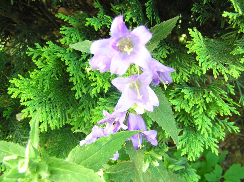 P7181525