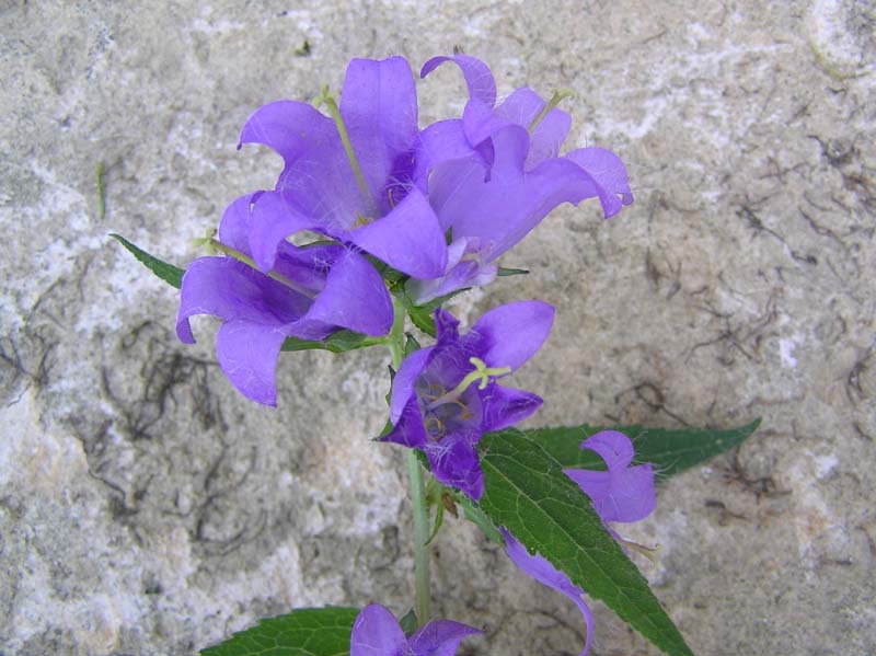 P7181527