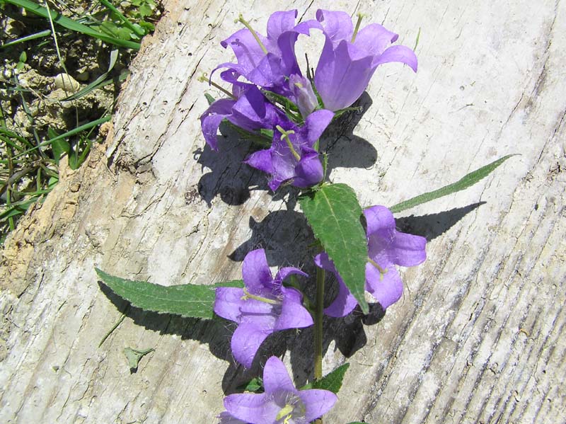 P7181528