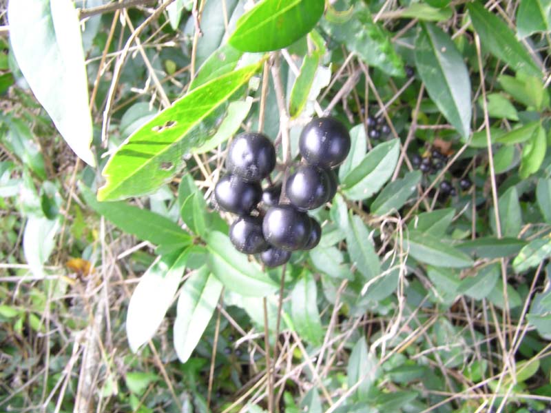 PA020427