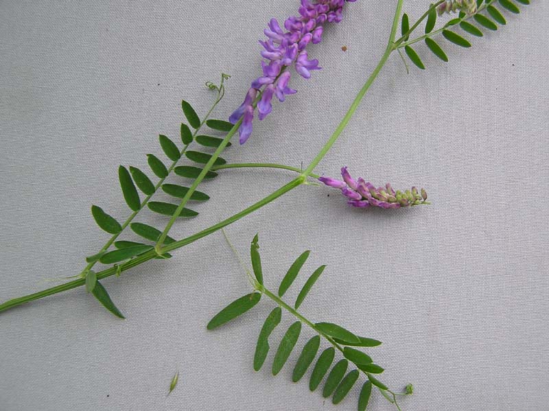 Pticja_grasica_