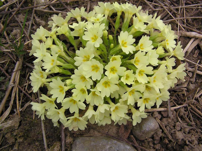 Trobentice