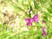 Grasica